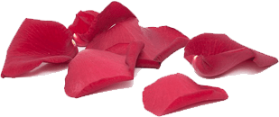 Planning Your Wedding?