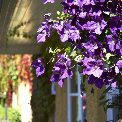 Purple Hanging Basket Close Up