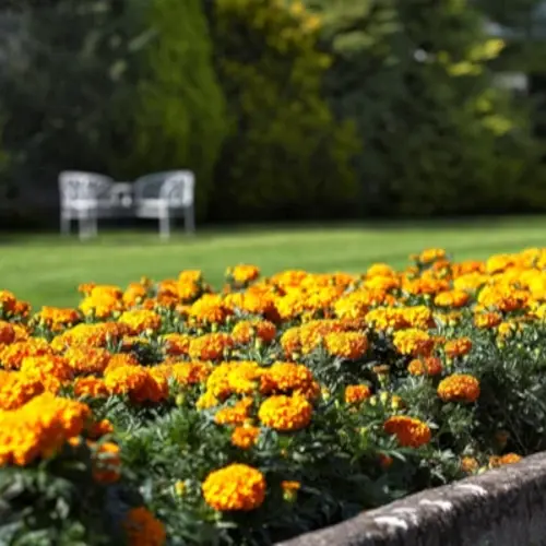 Flowers in the country gardens at Dunraven 4 star hotel