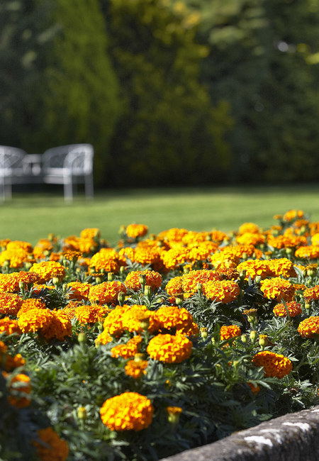 Marigolds In The Garden
