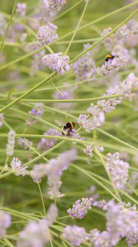 Flowers And Bee Up Close (1)